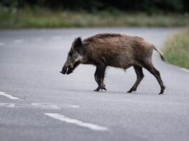 Potsdam warnt Bürger vor Wildschweinen im Stadtgebiet In Potsdam wurden vermehrt Wildschweine gesichtet. (Archivbild)