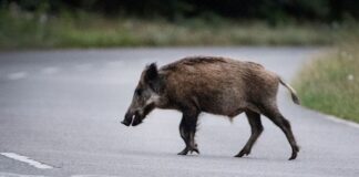Potsdam warnt Bürger vor Wildschweinen im Stadtgebiet In Potsdam wurden vermehrt Wildschweine gesichtet. (Archivbild)