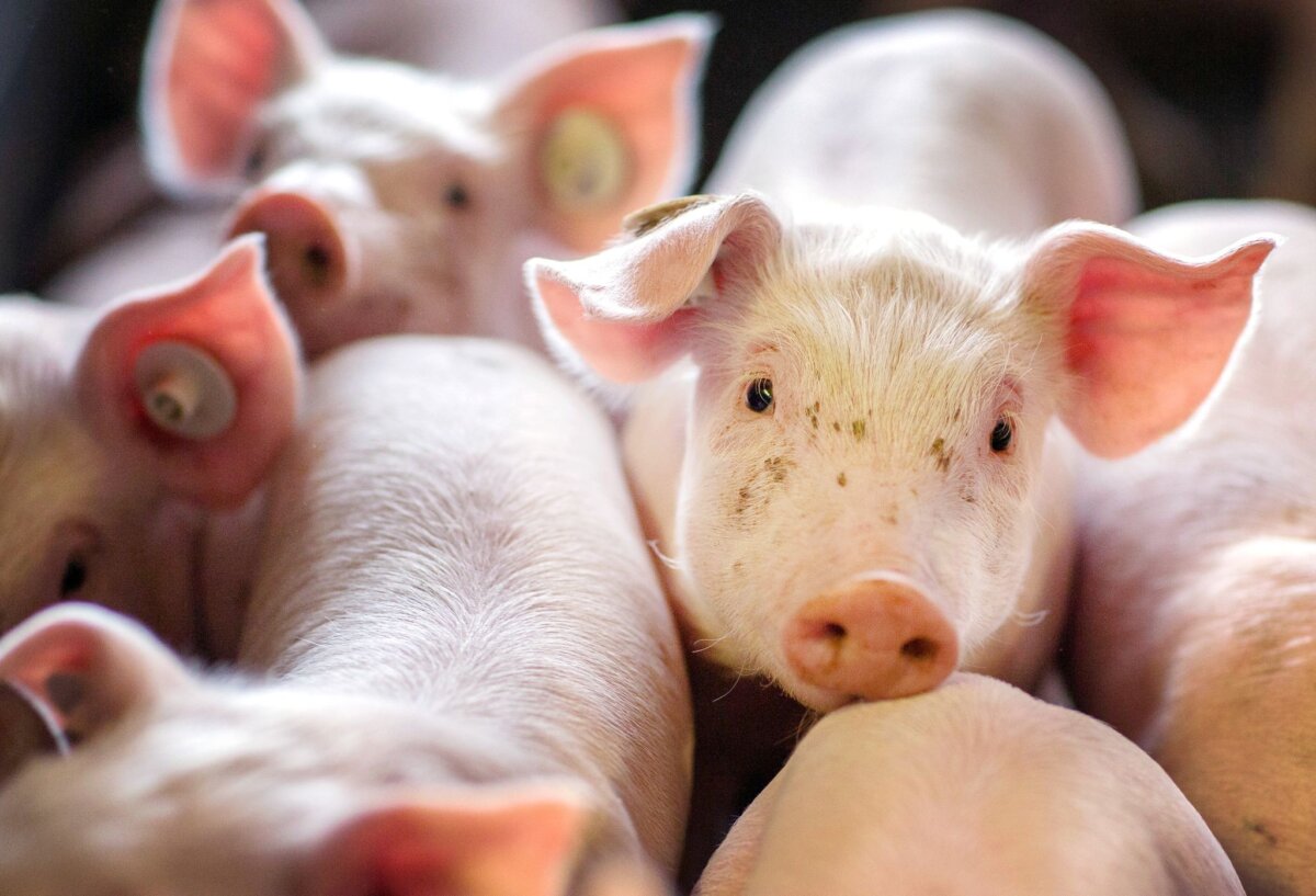 Ferkel Der Ferkelerzeuger Geestferkel ist insolvent. (Symbolbild)