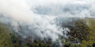 Wie wird der Wald brandfester? Eichen als Feuerschutz Rauchschwaden ziehen über den großen Waldbrand im Hohen Venn hinweg.