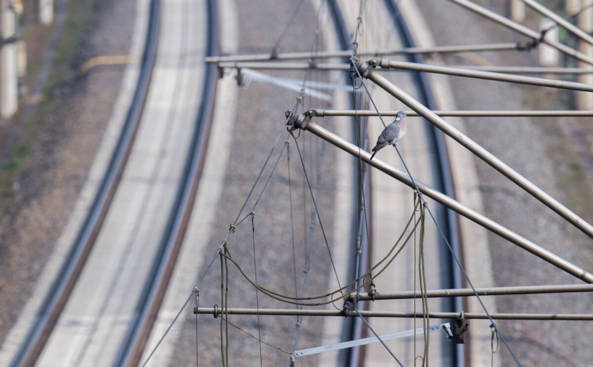Oberleitungen bei Hannover Die Bahn braucht während der geplanten Generalsanierung zwischen Lehrte und Berlin im kommenden Jahr ein neues Umleitungskonzept. (Archivbild)
