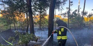Feuerwehr im Einsatz – Waldbrandgefahr verschärft sich Löscheinsatz der Feuerwehr am Dienstagabend bei einem Waldbrand in Zeischa im Süden Brandenburgs.