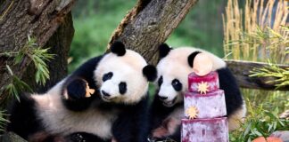 Berliner Panda-Zwillinge feiern 2. Geburtstag Kurz danach wurde die Torte in ihre Einzelteile zerlegt.