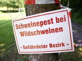 Neue Schweinepest-Fälle in der Uckermark – Bußgeld angedroht Die Schweinepest ist seit Wochen zurück in der Uckermark an der Grenze zu Polen. (Symbolbild)