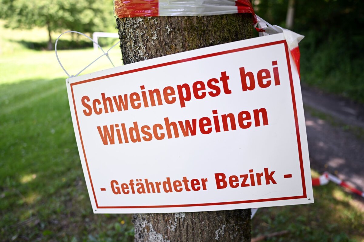 Afrikanische Schweinepest Die Schweinepest ist seit Wochen zurück in der Uckermark an der Grenze zu Polen. (Symbolbild)