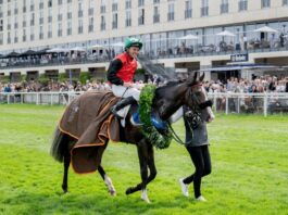 Derbysieger Dardanos Mitfavorit im Großen Preis von Berlin Derbysieger Dardanos startet erstmals wieder nach seinem Derbysieg vor Monatsfrist. (Archivbild)