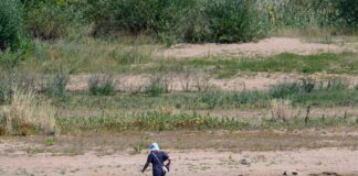 Der Oder fehlt reichlich Wasser - es zeigen sich Sandbänke, die teils Spaziergänger nutzen. 