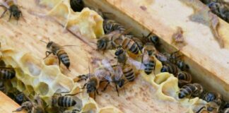 Faulbrut bei Bienen: Imker müssen Proben ihrer Völker nehmen Im Landkreis Dahme-Spreewald setzt das Veterinäramt nun auf Proben der Bienenvölker. (Symbolbild)