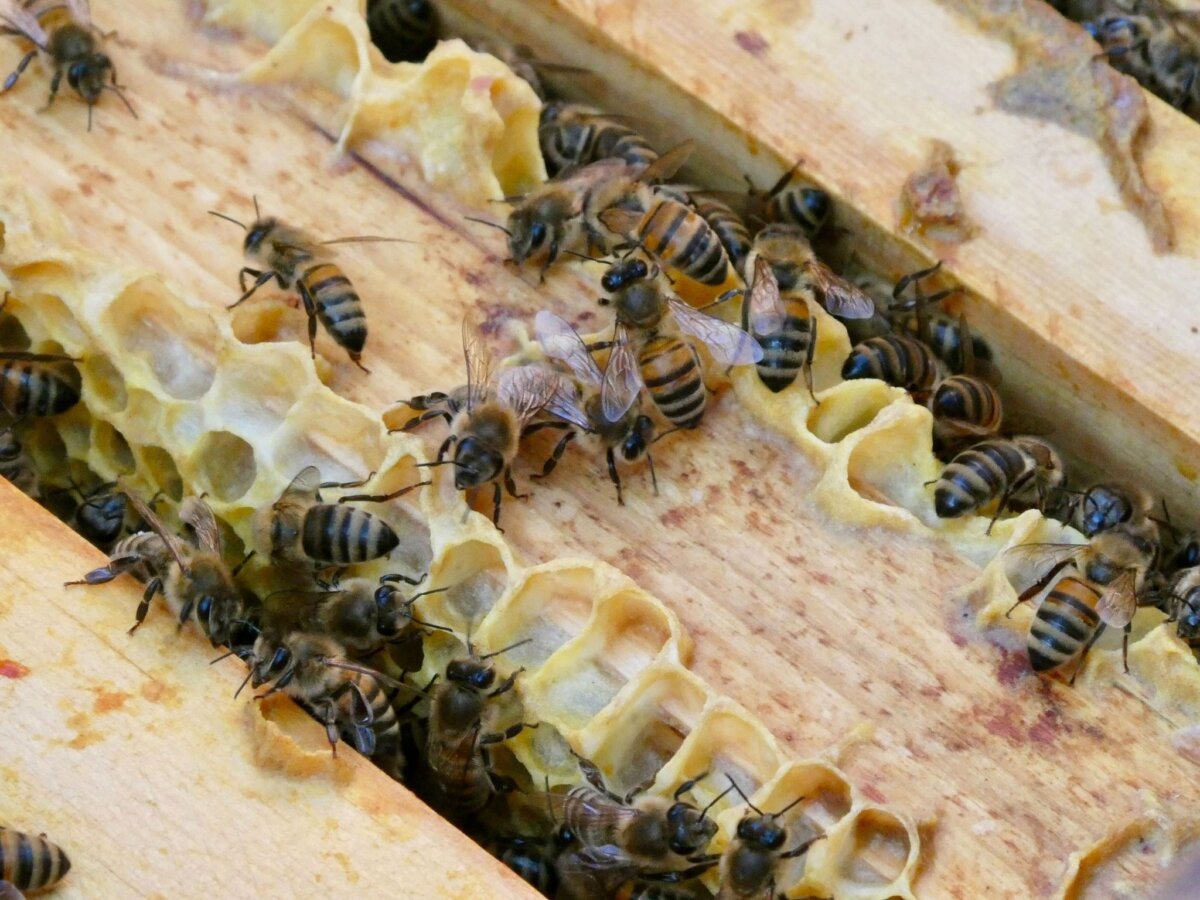 Honigbienen Im Landkreis Dahme-Spreewald setzt das Veterinäramt nun auf Proben der Bienenvölker. (Symbolbild)