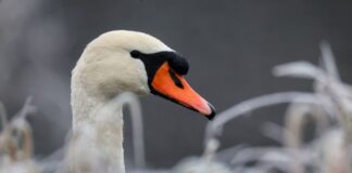 Schwan legt kurzzeitig Verkehr lahm Ein Schwan sorgte in Oranienburg für einen Polizeieinsatz. (Symbolbild)