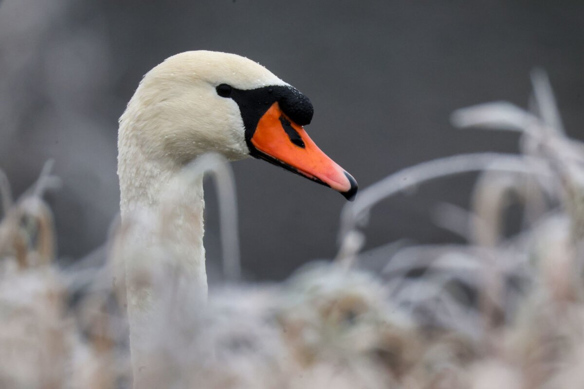 Schwan Ein Schwan sorgte in Oranienburg für einen Polizeieinsatz. (Symbolbild)