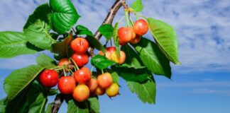 Mehr Getreide, viele Erdbeeren – aber der Spargel schwächelt Für die Kirsch-Anbauer war 2026 wieder ein gutes Jahr. (Archivbild)