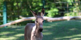 Auf der Roten Liste der Weltnaturschutzunion (IUCN) wird der Somali-Wildesel als vom Aussterben bedroht geführt.