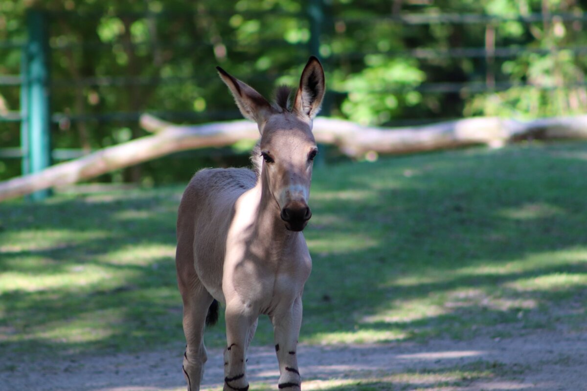 Nachwuchs bei Somali-Wildeseln im Berliner Tierpark Auf der Roten Liste der Weltnaturschutzunion (IUCN) wird der Somali-Wildesel als vom Aussterben bedroht geführt.