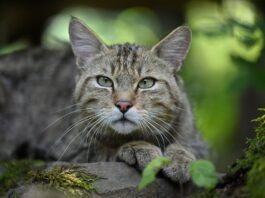 Wildkatze im Naturpark Dahme-Heideseen nachgewiesen Die Europäische Wildkatze kann optisch leicht mit Hauskatzen verwechselt werden. (Archivbild)