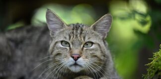 Wildkatze im Naturpark Dahme-Heideseen nachgewiesen Die Europäische Wildkatze kann optisch leicht mit Hauskatzen verwechselt werden. (Archivbild)