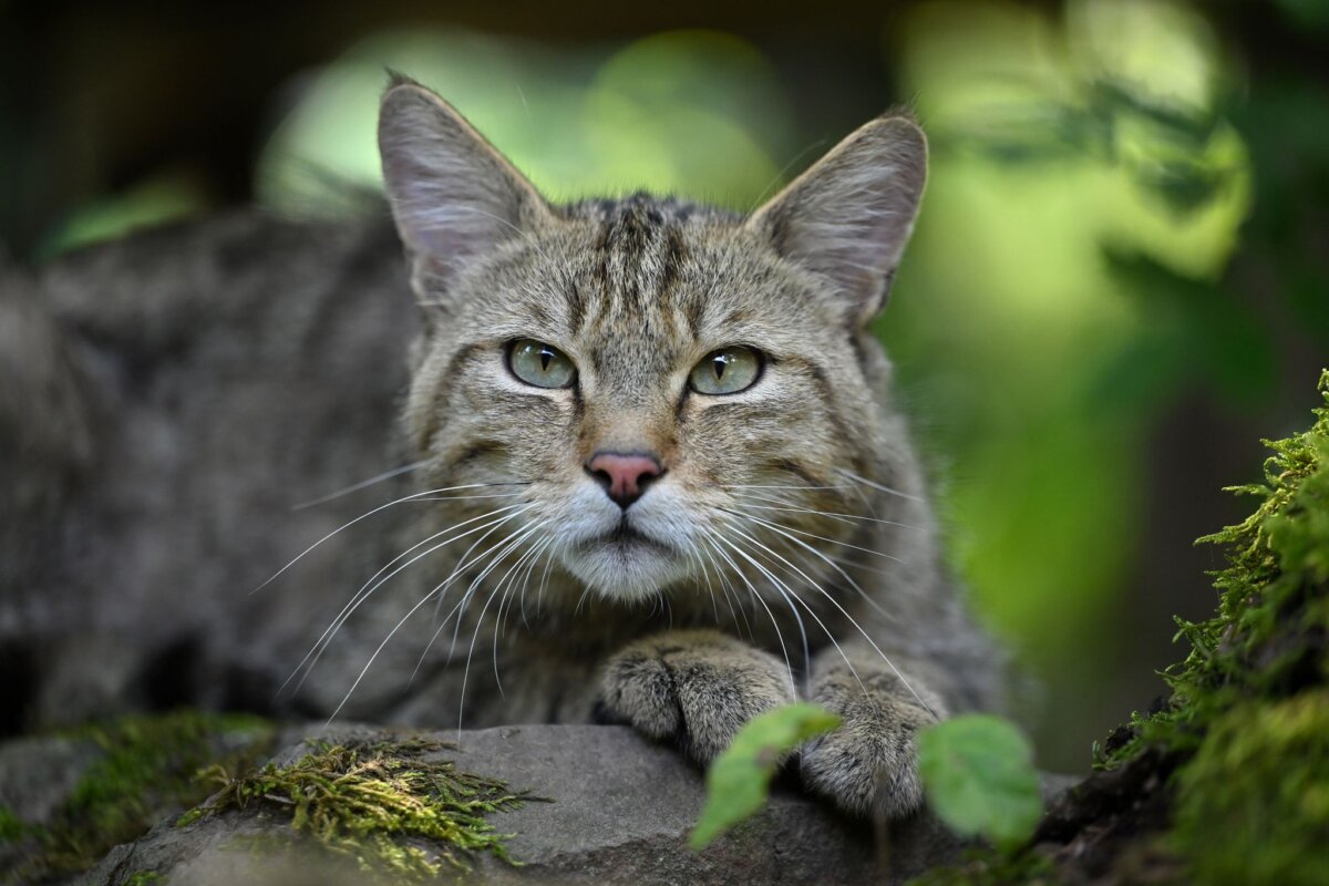 Wildkatze Die Europäische Wildkatze kann optisch leicht mit Hauskatzen verwechselt werden. (Archivbild)