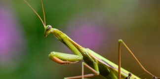 Eine Europäische Gottesanbeterin (Mantis religiosa) ist auf einer Pflanze in einem Garten zu sehen. (Archivbild)