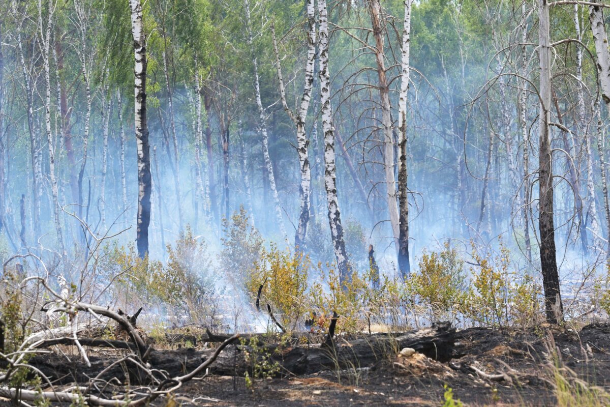 Waldbrände in Brandenburg In den vergangenen Jahren kam es immer wieder zu Bränden in Jüterbog. (Symbolbild)