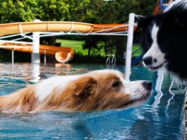Hunde dürfen wieder in Berliner Freibädern planschen Die Herrchen und Frauen dürfen beim Hundeschwimmen nur anfeuern. (Archivbild)