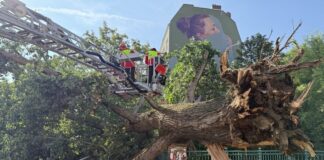 Baum stürzt auf Brücke über der Panke in Berlin Die Feuerwehr zersägt den Baum und macht die Straße wieder frei.