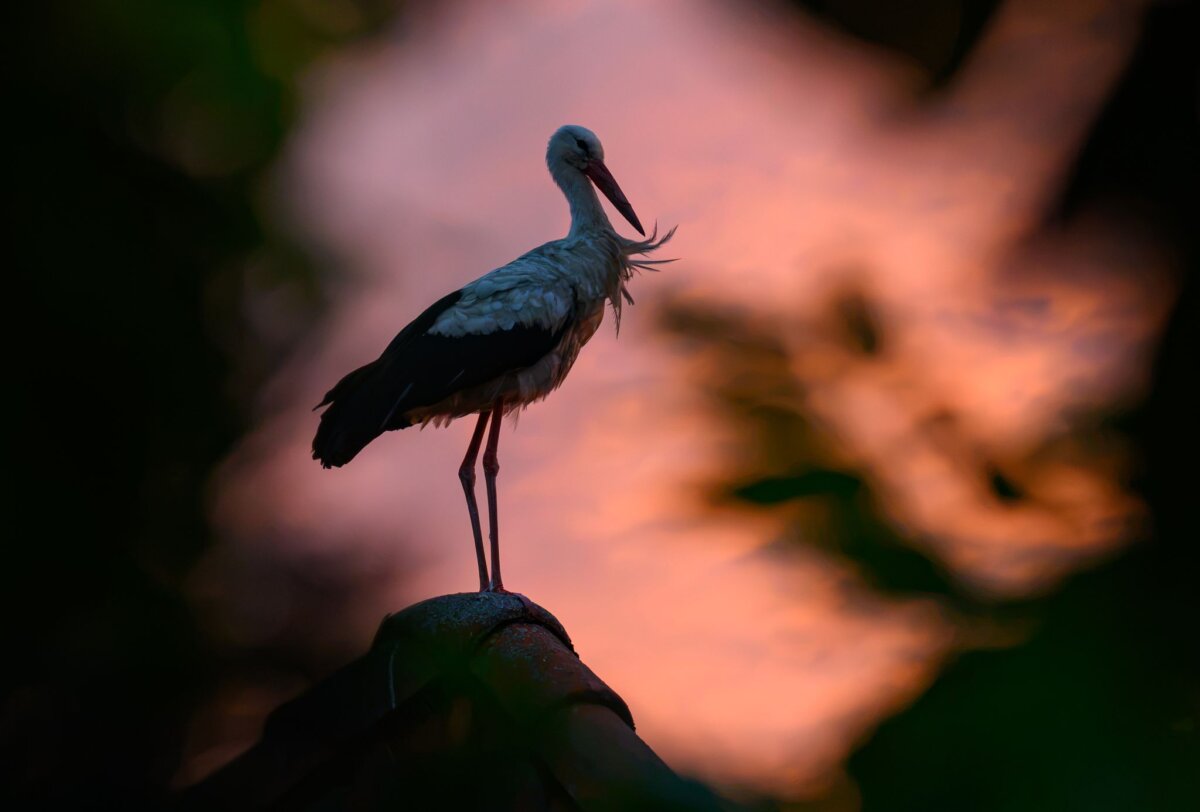 Storch im Sonnenuntergang Auf einen Storch im Letschiner Ortsteil Groß Neuendorf (Kreis Märkisch-Oderland) wurde laut Tierschutzverein vermutlich mit einem Luftgewehr geschossen. (Symbolbild)