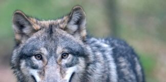 Der Umgang mit dem Wolf löst seit vielen Jahren Streit aus. (Symbolblild) 