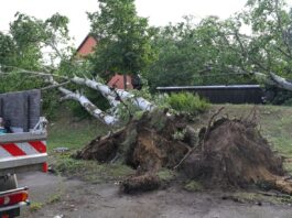 Was ist ein Tornado und wie wird er bestätigt? Diesen Baum hat ein Tornado in Fürstenwalde/Spree in Brandenburg entwurzelt.