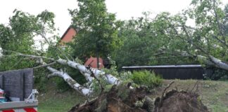 Was ist ein Tornado und wie wird er bestätigt? Diesen Baum hat ein Tornado in Fürstenwalde/Spree in Brandenburg entwurzelt.