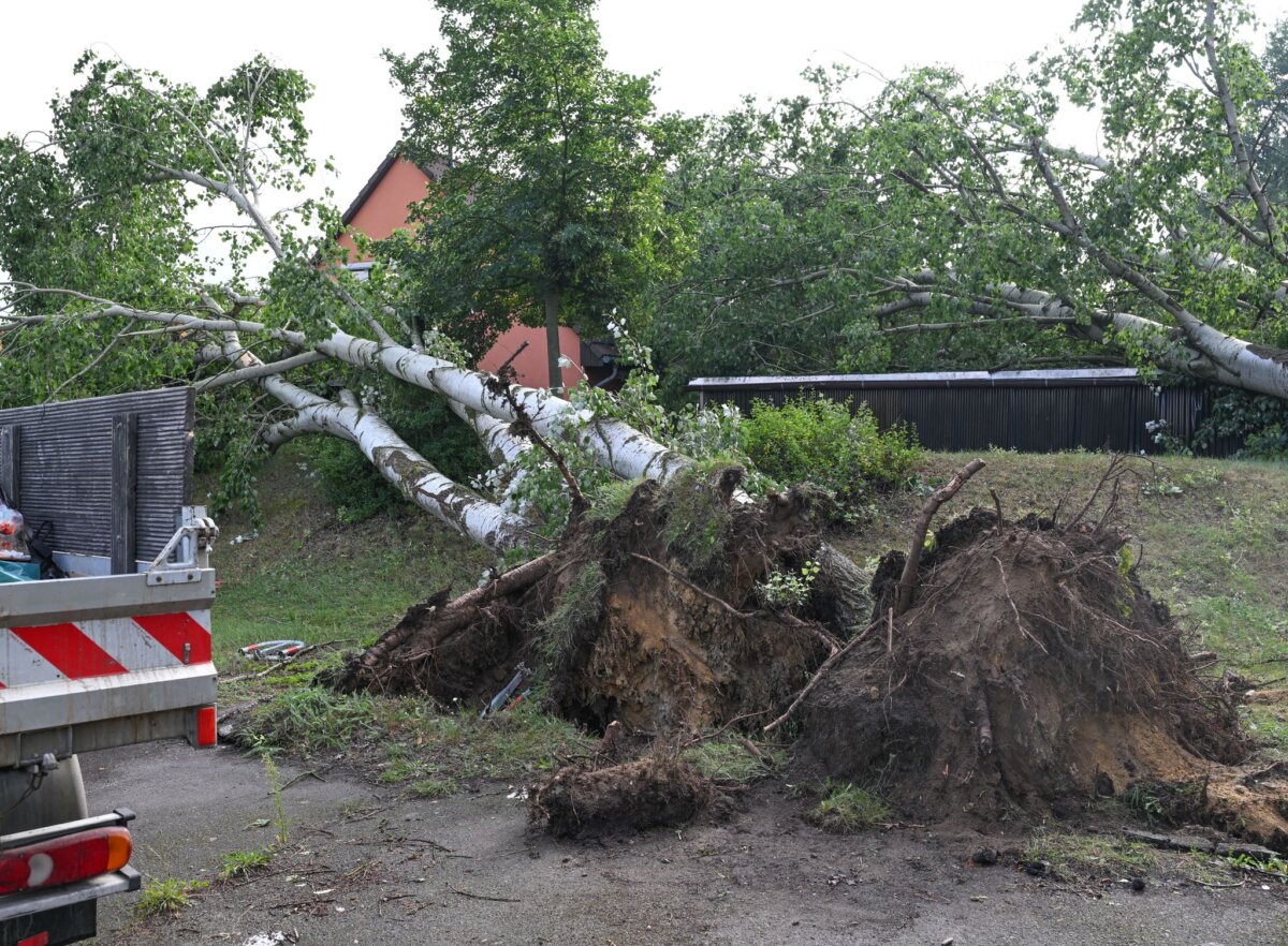DWD bestätigt Tornado in Fürstenwalde in Brandenburg Diesen Baum hat ein Tornado in Fürstenwalde/Spree in Brandenburg entwurzelt.
