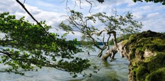 Stechlinsee: Wasserqualität verbessert sich weiterhin Der Stechlinsee ist ein beliebtes Ausflugsziel. (Archivbild)