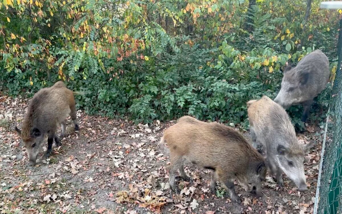 Wildschweine in Kleinmachnow Wildschwein-Rotten sind Alltag in Kleinmachnow: Immer wieder sorgen sie in Wohngebieten für Ärger. (Archivbild)