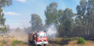 Waldbrandgefahr steigt in Brandenburg wieder an Brandenburg gilt in Deutschland als Waldbrand-«Hotspot«. (Symbolbild)