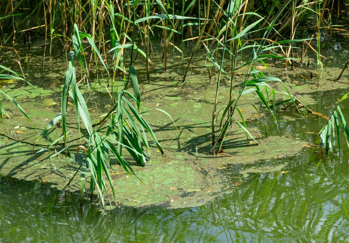Blaualgen in Brandenburg In einigen Badegewässern haben sich Blaualgen gebildet, die unter anderem Hautreizungen auslösen können. (Symbolbild)
