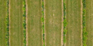Brandenburg setzt auf Bäume auf Äckern gegen Klimastress Vor Jahren schon hat der Öko-Landwirt Benedikt Bösel im Landkreis Oder-Spree Agroforst-Flächen angelegt. (Archivbild)