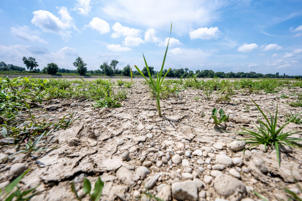 Niedrigwasser Viele Flüsse in Brandenburg führen derzeit Niedrigwasser. (Symbolbild)