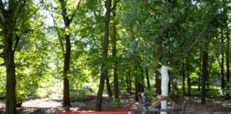 Schutz queerer Menschen: Hubig will Grundgesetz ändern Am Ort des Anschlags wächst nun ein neuer Baum. (Archivbild)