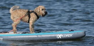 Auch Stand-Up-Paddling mit Hund steht auf der Programmliste des Hundefestivals in Brandenburg. (Symbolbild)