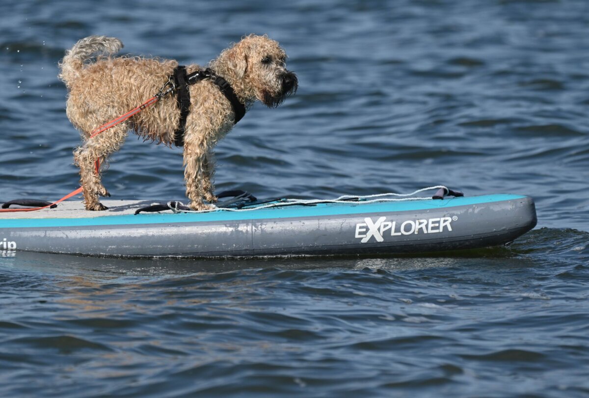 Hund auf einem SUP-Board Auch Stand-Up-Paddling mit Hund steht auf der Programmliste des Hundefestivals in Brandenburg. (Symbolbild)