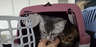 Katzenbabys auf Berliner Flohmarkt zum Verkauf angeboten Polizisten haben Katzenbabys in Sicherheit gebracht, die auf einem Berliner Flohmarkt angeboten wurden. (Handout)