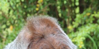 Nach einer Zahn-OP wachte Mpenzi nicht mehr aus der Narkose auf. 