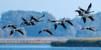 Kranichzug: Experten warnen vor Geflügelpest-Risiko Vogelschützer hoffen auf ein ungetrübtes Naturschauspiel in diesem Jahr. (Archivbild)