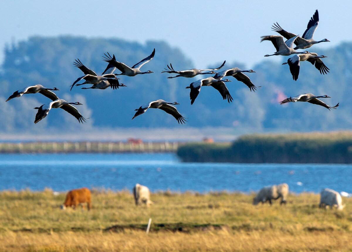FLI: Infektionsrisiko bei Vogelgrippe steigt Vogelschützer hoffen auf ein ungetrübtes Naturschauspiel in diesem Jahr. (Archivbild)
