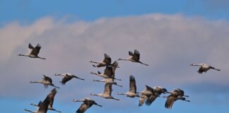 Nach Vogelgrippe: Tausende Kraniche füllen Rastplätze Jetzt ziehen die Kraniche etwa aus Skandinavien wieder in Wellen gen Süden. In Deutschland sammeln sie sich an zentralen Rastplätzen.