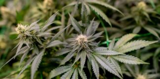Polizei stellt 600 Cannabispflanzen bei Durchsuchung sicher. (Symbolbild)