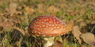 Bunte Tipps im Berliner Herbstgrau Pilze sammeln im Herbst macht Spaß – man sollte nur genau aufpassen, welche davon am Ende auf dem Teller landen. Bild: IMAGO/Joko