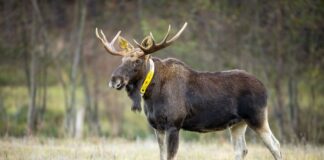 Nicht nur die Wissenschaftler trauern um Elch Bert - auch für Menschen im Naturpark ist sein Tod ein Verlust. (Archivbild)