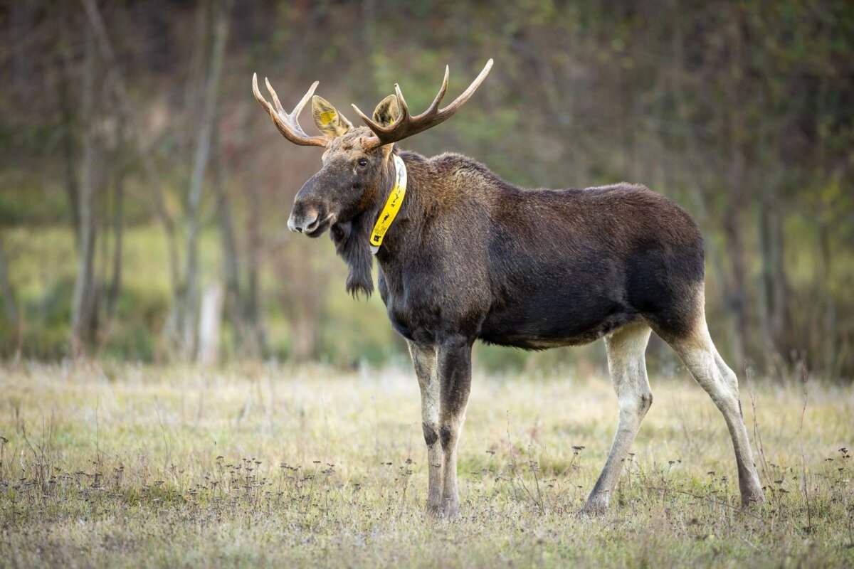 Elch in Brandenburg Nicht nur die Wissenschaftler trauern um Elch Bert - auch für Menschen im Naturpark ist sein Tod ein Verlust. (Archivbild)
