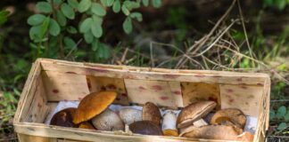 Lohnt sich das Pilzesuchen? – Wetter laut Bund entscheidend Viele bekannte Waldpilze leben in Symbiose mit Bäumen. (Archivbild)