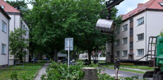 Hotline berät in Berlin erneut zu Baumfällungen Ein gefällter Baum in Köpenick. (Archivbild)